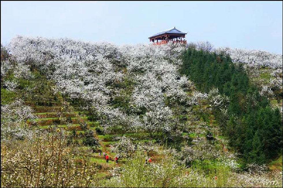 【春天，广西桂林灌阳县向您发出邀请！】我们在灌阳看梨花 - 游山玩水 - 文山生活社区 - 文山28生活网 ws.28life.net