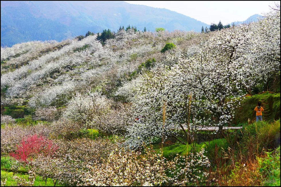 【春天，广西桂林灌阳县向您发出邀请！】我们在灌阳看梨花 - 游山玩水 - 文山生活社区 - 文山28生活网 ws.28life.net