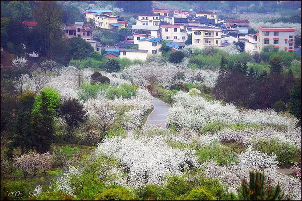 【春天，广西桂林灌阳县向您发出邀请！】我们在灌阳看梨花 - 游山玩水 - 文山生活社区 - 文山28生活网 ws.28life.net