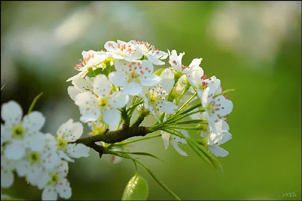 【春天，广西桂林灌阳县向您发出邀请！】我们在灌阳看梨花 - 游山玩水 - 文山生活社区 - 文山28生活网 ws.28life.net