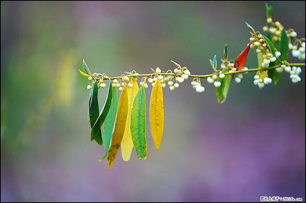 【春天，广西桂林灌阳县向您发出邀请！】米珠山前有片山苍子花在飘香 - 游山玩水 - 文山生活社区 - 文山28生活网 ws.28life.net