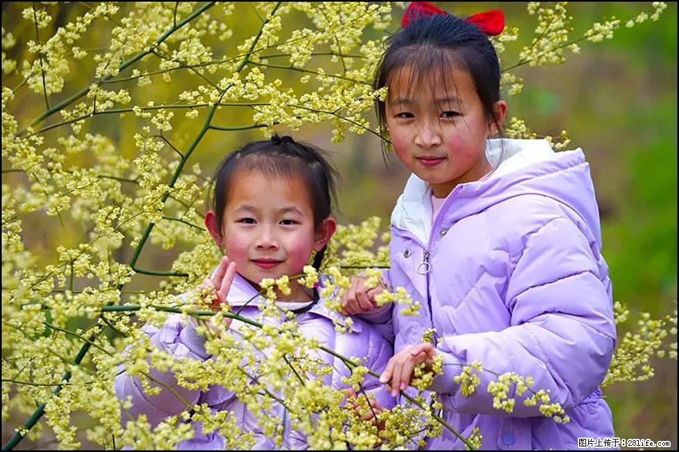 【春天，广西桂林灌阳县向您发出邀请！】米珠山前有片山苍子花在飘香 - 游山玩水 - 文山生活社区 - 文山28生活网 ws.28life.net