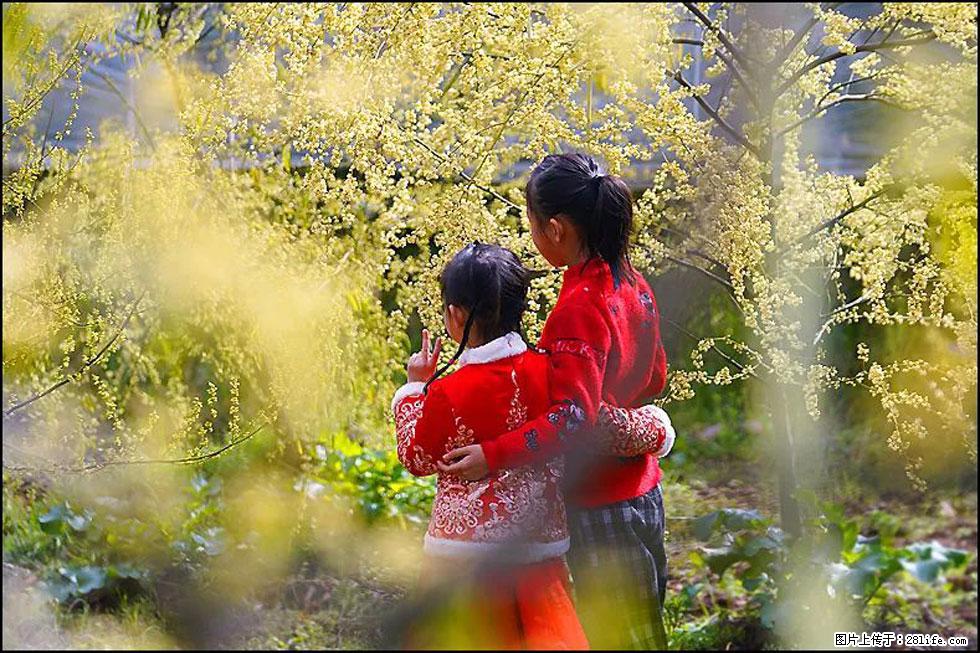 【春天，广西桂林灌阳县向您发出邀请！】米珠山前有片山苍子花在飘香 - 游山玩水 - 文山生活社区 - 文山28生活网 ws.28life.net