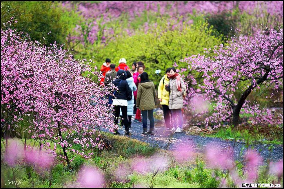 【春天，广西桂林灌阳县向您发出邀请！】官庄村有个醉美的桃花园 - 游山玩水 - 文山生活社区 - 文山28生活网 ws.28life.net