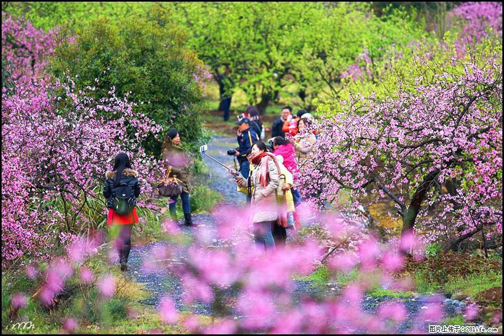 【春天，广西桂林灌阳县向您发出邀请！】官庄村有个醉美的桃花园 - 游山玩水 - 文山生活社区 - 文山28生活网 ws.28life.net