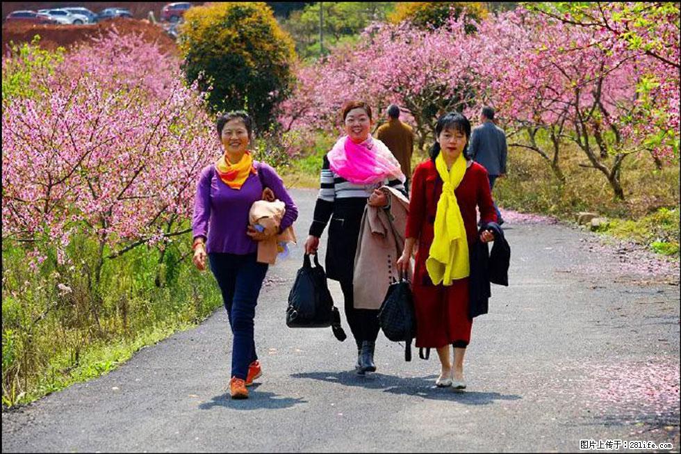 【春天，广西桂林灌阳县向您发出邀请！】官庄村有个醉美的桃花园 - 游山玩水 - 文山生活社区 - 文山28生活网 ws.28life.net