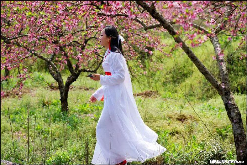 【春天，广西桂林灌阳县向您发出邀请！】官庄村有个醉美的桃花园 - 游山玩水 - 文山生活社区 - 文山28生活网 ws.28life.net