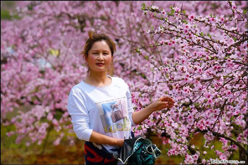 【春天，广西桂林灌阳县向您发出邀请！】官庄村有个醉美的桃花园 - 游山玩水 - 文山生活社区 - 文山28生活网 ws.28life.net