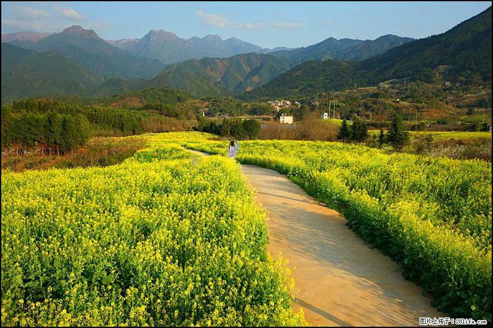 【春天，广西桂林灌阳县向您发出邀请！】长坪村油菜盛情花开 - 游山玩水 - 文山生活社区 - 文山28生活网 ws.28life.net
