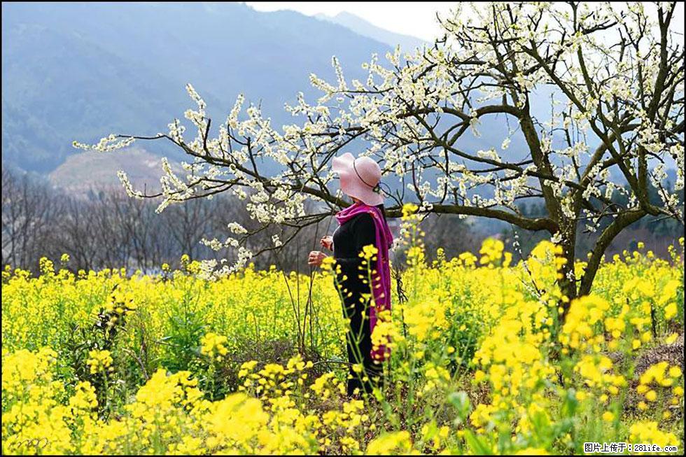 【春天，广西桂林灌阳县向您发出邀请！】长坪村油菜盛情花开 - 游山玩水 - 文山生活社区 - 文山28生活网 ws.28life.net