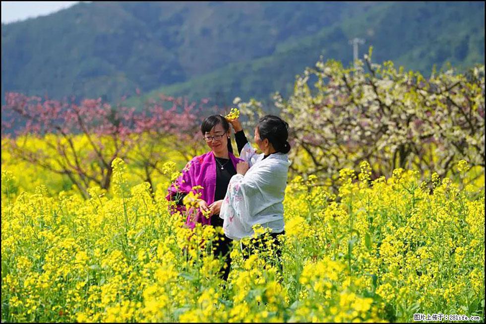 【春天，广西桂林灌阳县向您发出邀请！】长坪村油菜盛情花开 - 游山玩水 - 文山生活社区 - 文山28生活网 ws.28life.net