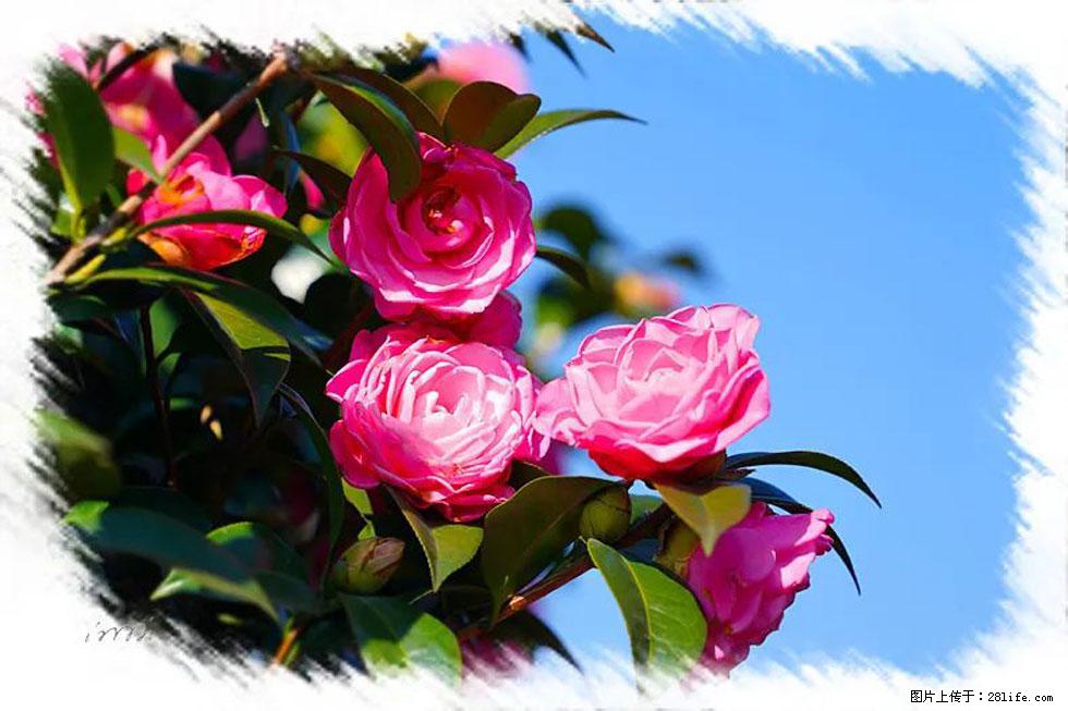【春天，广西桂林灌阳县向您发出邀请！】杨柳井茶花惹人爱 - 游山玩水 - 文山生活社区 - 文山28生活网 ws.28life.net
