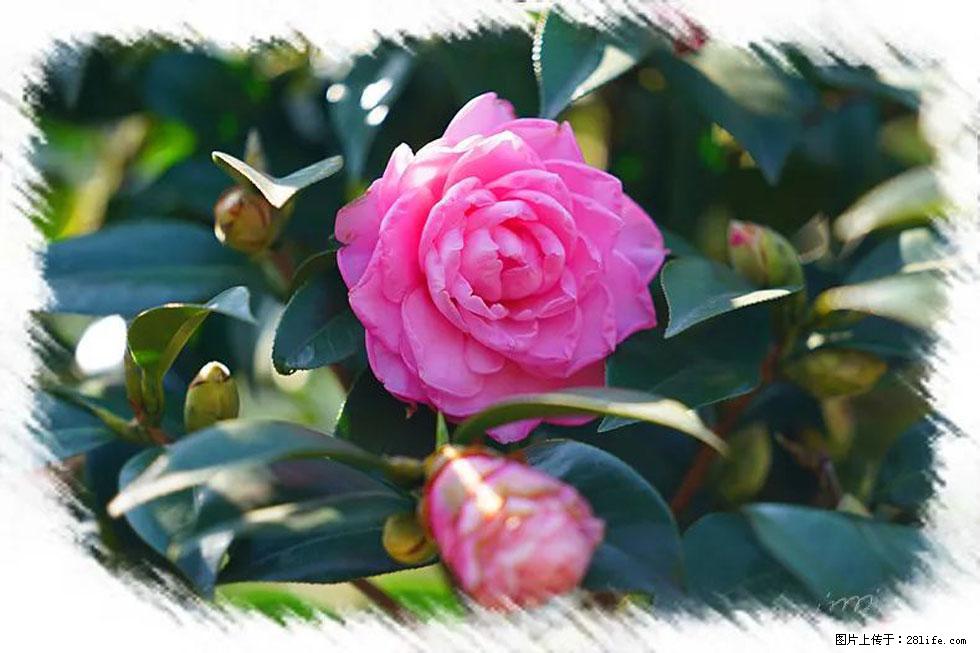【春天，广西桂林灌阳县向您发出邀请！】杨柳井茶花惹人爱 - 游山玩水 - 文山生活社区 - 文山28生活网 ws.28life.net