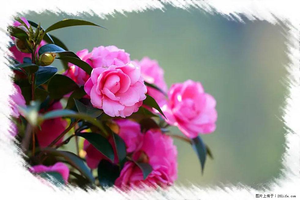 【春天，广西桂林灌阳县向您发出邀请！】杨柳井茶花惹人爱 - 游山玩水 - 文山生活社区 - 文山28生活网 ws.28life.net