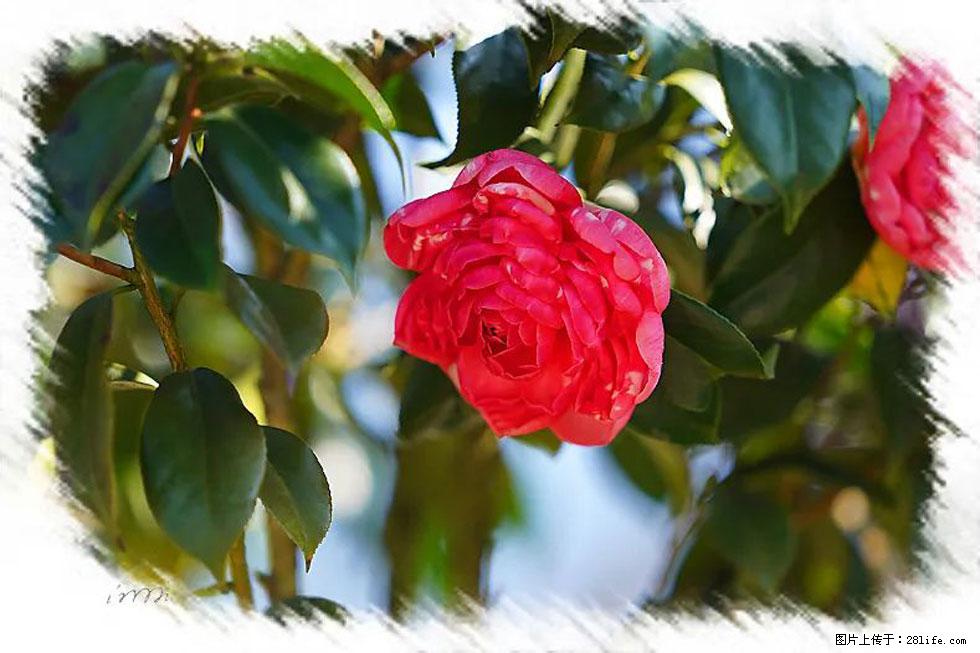 【春天，广西桂林灌阳县向您发出邀请！】杨柳井茶花惹人爱 - 游山玩水 - 文山生活社区 - 文山28生活网 ws.28life.net