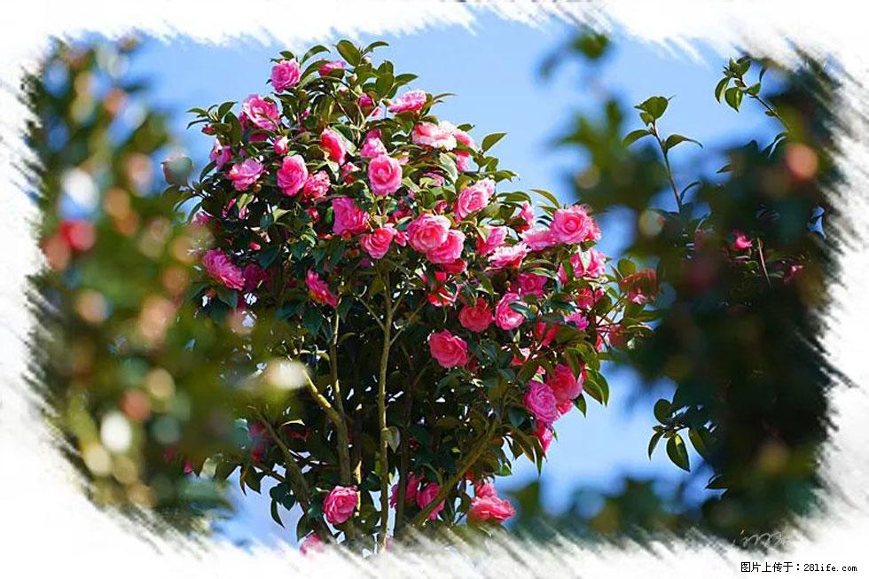 【春天，广西桂林灌阳县向您发出邀请！】杨柳井茶花惹人爱 - 游山玩水 - 文山生活社区 - 文山28生活网 ws.28life.net