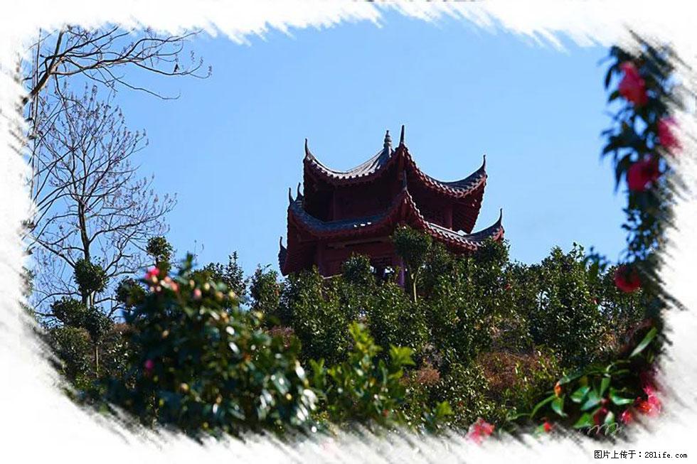 【春天，广西桂林灌阳县向您发出邀请！】杨柳井茶花惹人爱 - 游山玩水 - 文山生活社区 - 文山28生活网 ws.28life.net