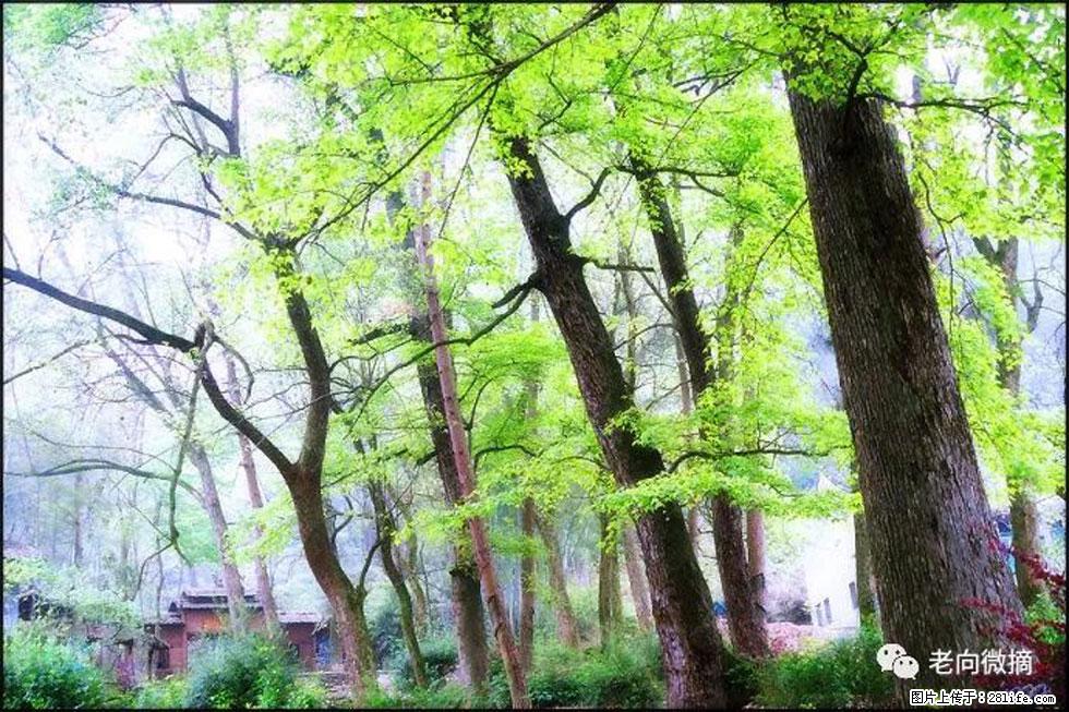 【春天，广西桂林灌阳县向您发出邀请！】在小龙村与春天约会 - 游山玩水 - 文山生活社区 - 文山28生活网 ws.28life.net