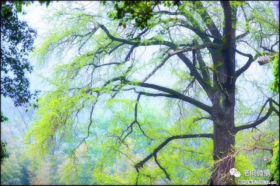 【春天，广西桂林灌阳县向您发出邀请！】在小龙村与春天约会 - 游山玩水 - 文山生活社区 - 文山28生活网 ws.28life.net