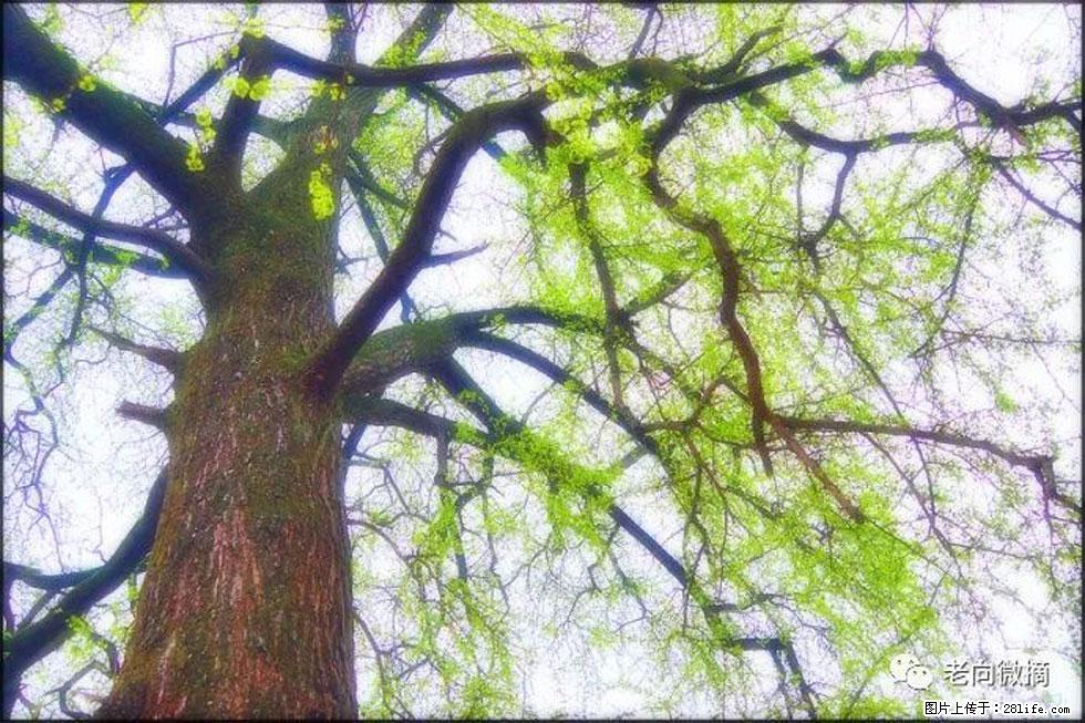 【春天，广西桂林灌阳县向您发出邀请！】在小龙村与春天约会 - 游山玩水 - 文山生活社区 - 文山28生活网 ws.28life.net