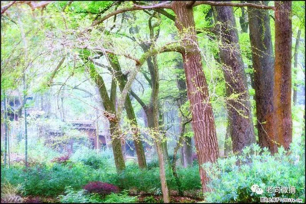 【春天，广西桂林灌阳县向您发出邀请！】在小龙村与春天约会 - 游山玩水 - 文山生活社区 - 文山28生活网 ws.28life.net