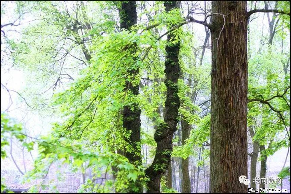 【春天，广西桂林灌阳县向您发出邀请！】在小龙村与春天约会 - 游山玩水 - 文山生活社区 - 文山28生活网 ws.28life.net