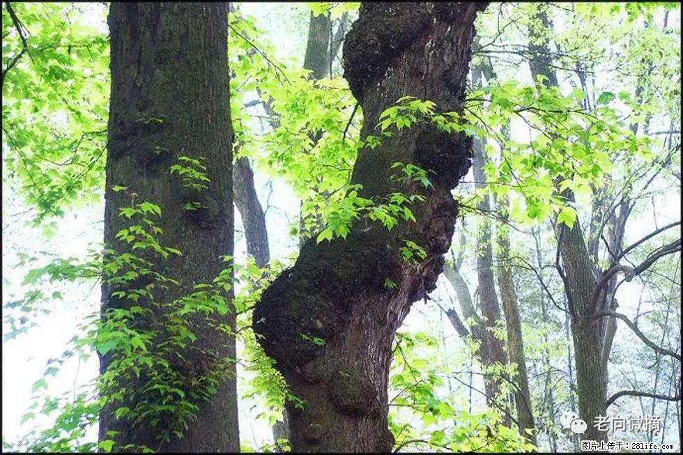 【春天，广西桂林灌阳县向您发出邀请！】在小龙村与春天约会 - 游山玩水 - 文山生活社区 - 文山28生活网 ws.28life.net
