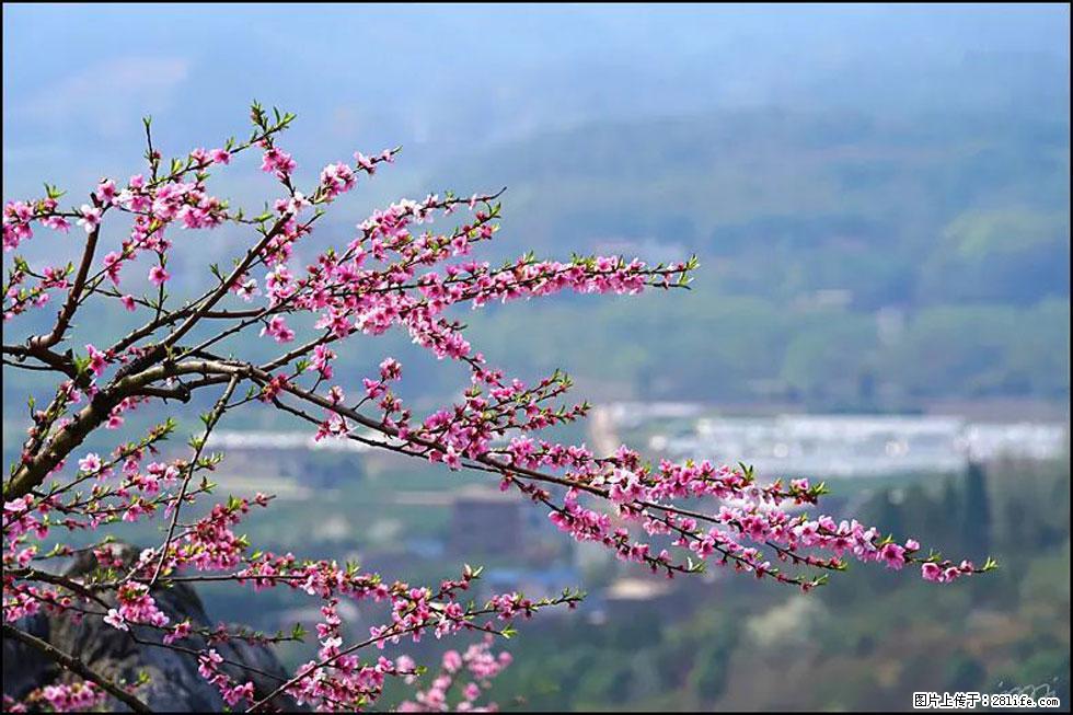【春天，广西桂林灌阳县向您发出邀请！】望月岭上桃花开 - 游山玩水 - 文山生活社区 - 文山28生活网 ws.28life.net