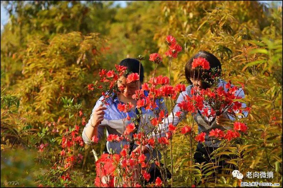 【春天，广西桂林灌阳县向您发出邀请！】登麒麟山，相约映山红 - 游山玩水 - 文山生活社区 - 文山28生活网 ws.28life.net