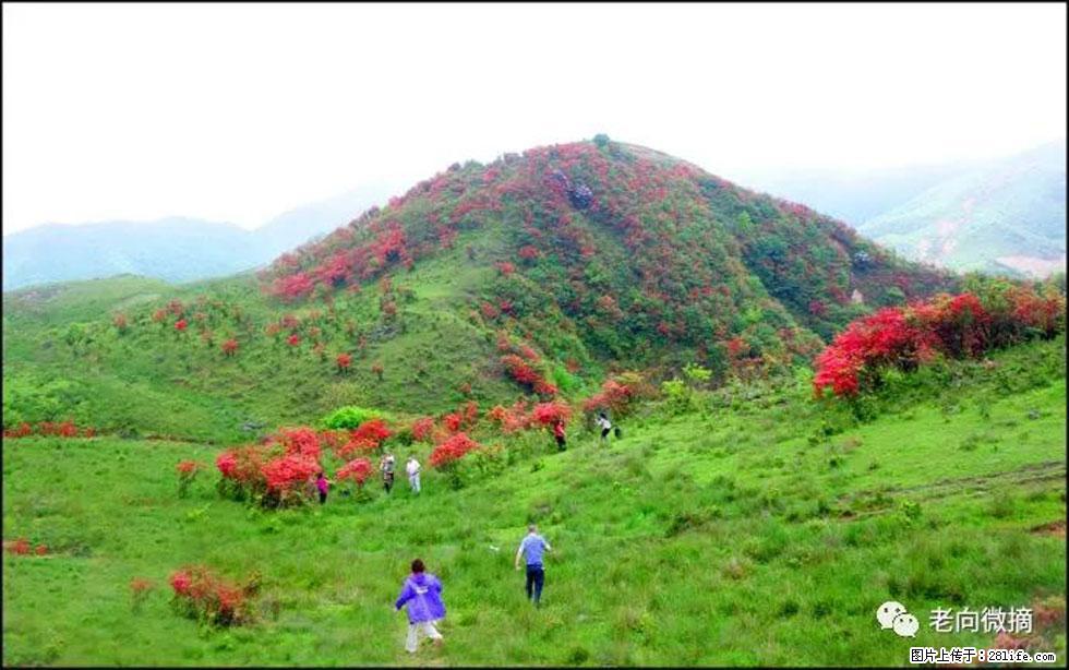 【春天，广西桂林灌阳县向您发出邀请！】宝盖山上映山红 - 游山玩水 - 文山生活社区 - 文山28生活网 ws.28life.net
