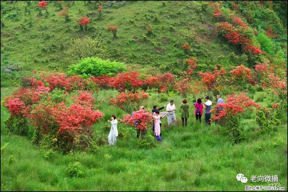 【春天，广西桂林灌阳县向您发出邀请！】宝盖山上映山红 - 游山玩水 - 文山生活社区 - 文山28生活网 ws.28life.net