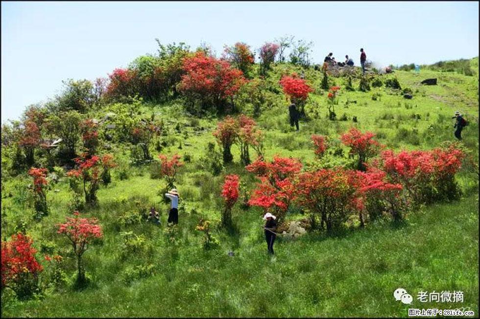 【春天，广西桂林灌阳县向您发出邀请！】宝盖山上映山红 - 游山玩水 - 文山生活社区 - 文山28生活网 ws.28life.net