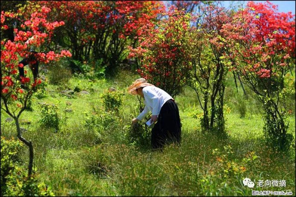 【春天，广西桂林灌阳县向您发出邀请！】宝盖山上映山红 - 游山玩水 - 文山生活社区 - 文山28生活网 ws.28life.net