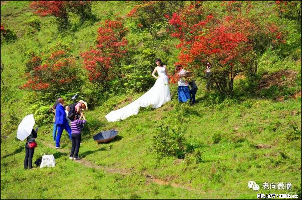 【春天，广西桂林灌阳县向您发出邀请！】宝盖山上映山红 - 游山玩水 - 文山生活社区 - 文山28生活网 ws.28life.net