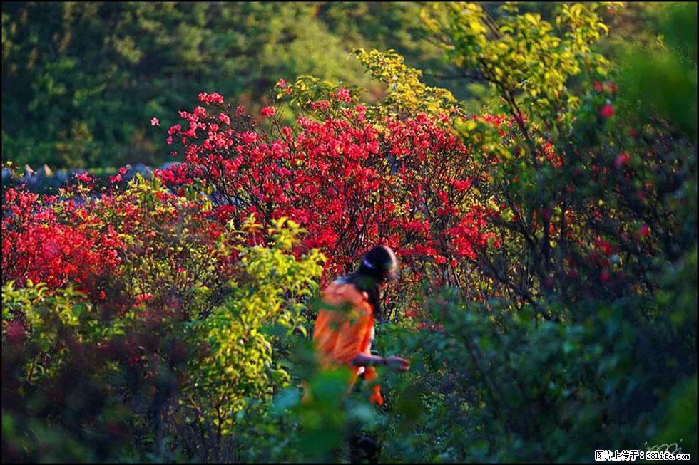 【春天，广西桂林灌阳县向您发出邀请！】春木界上映山红 - 游山玩水 - 文山生活社区 - 文山28生活网 ws.28life.net