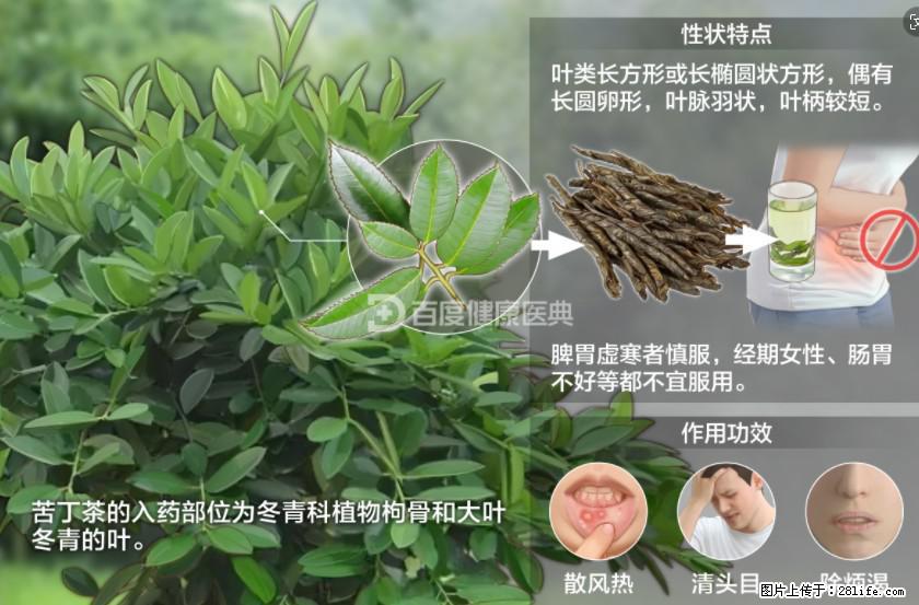苦丁茶有哪些功效和作用 - 生活百科 - 文山生活社区 - 文山28生活网 ws.28life.net