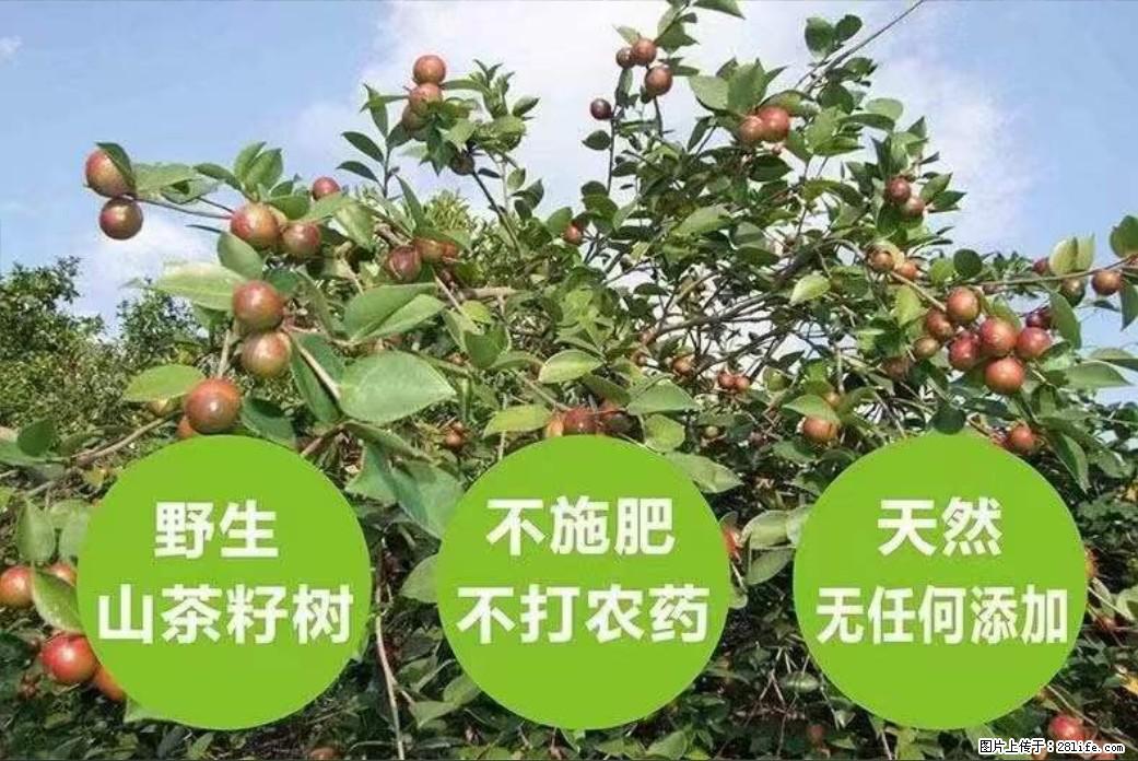 【灌阳县油茶产业示范区】一个有着充实的精神生活的人，对待身外之物自会有一种淡泊的态度 - 土特产 - 饮食特产 - 文山分类信息 - 文山28生活网 ws.28life.net