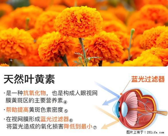 叶黄素有什么功效和作用 - 生活百科 - 文山生活社区 - 文山28生活网 ws.28life.net