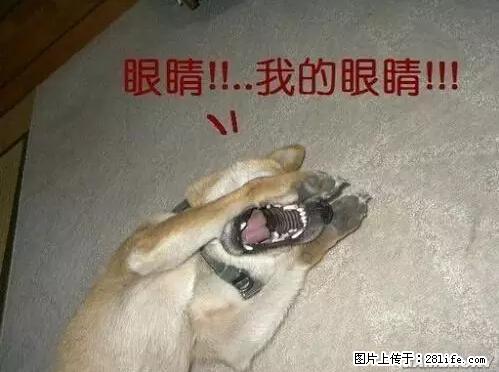 笑癫了！一女的怀孕三年未生，他终于忍不住了... - 娱乐八卦 - 文山生活社区 - 文山28生活网 ws.28life.net