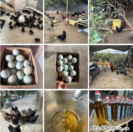 油茶园从小鸡仔开始养起的纯土鸡、土鸡蛋可以预定啦！还有前几天刚榨的纯山茶油哦 - 土特产 - 饮食特产 - 文山分类信息 - 文山28生活网 ws.28life.net