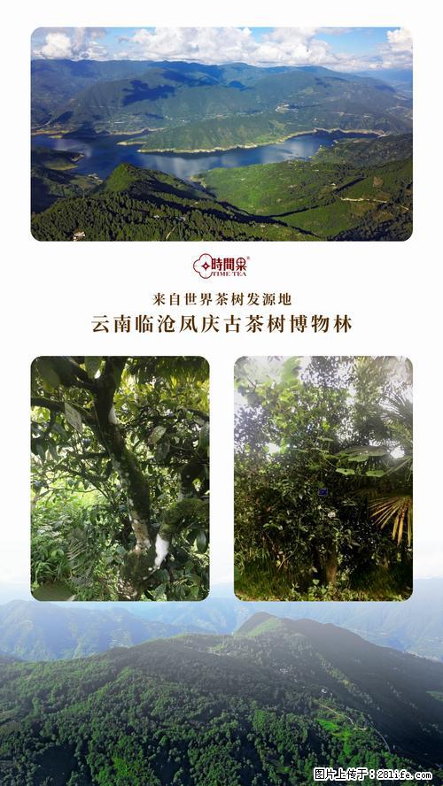 时间果百年古树2025年春红茶 - 购物交流 - 文山生活社区 - 文山28生活网 ws.28life.net