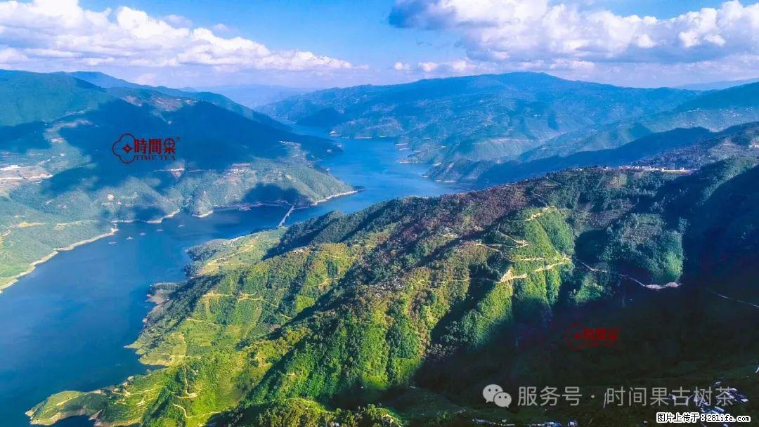 时间果百年古树龙珠普洱生茶 - 购物交流 - 文山生活社区 - 文山28生活网 ws.28life.net