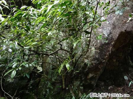 平乐石崖茶，珍贵仅次于金花茶 - 文山生活资讯 - 文山28生活网 ws.28life.net