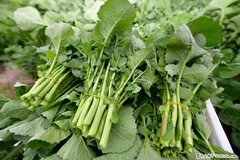 这些蔬菜是“天然钙片”，这6种被医生重点推荐 - 文山生活资讯 - 文山28生活网 ws.28life.net
